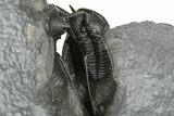 Three Devil Horn Cyphaspis Trilobites - Top Quality Preparation #267338-4